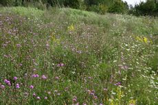 Sommerwiese-044.jpg